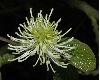 image of Fothergilla major
