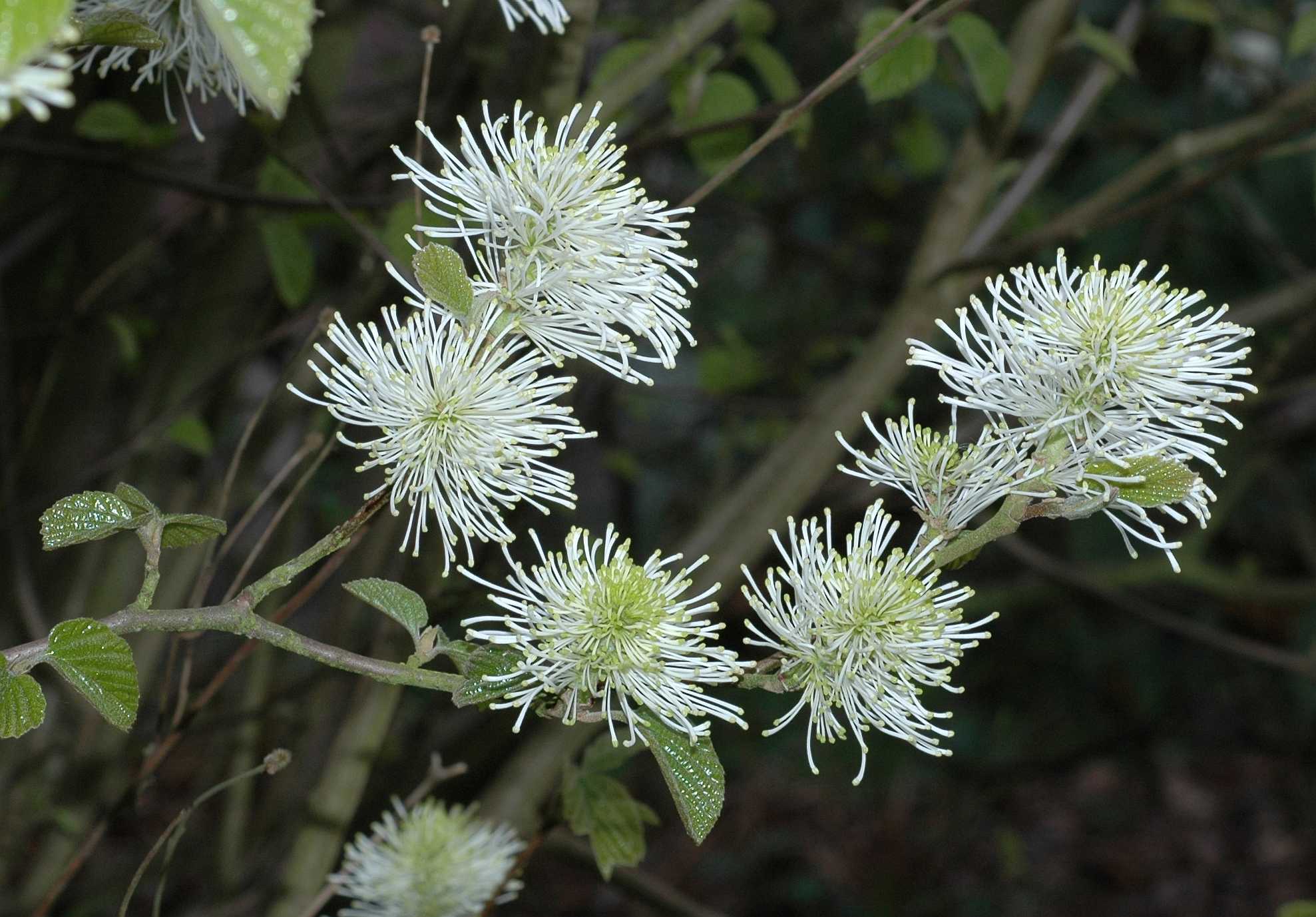 Hamamelidaceae Fothergilla major