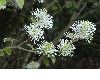 image of Fothergilla major