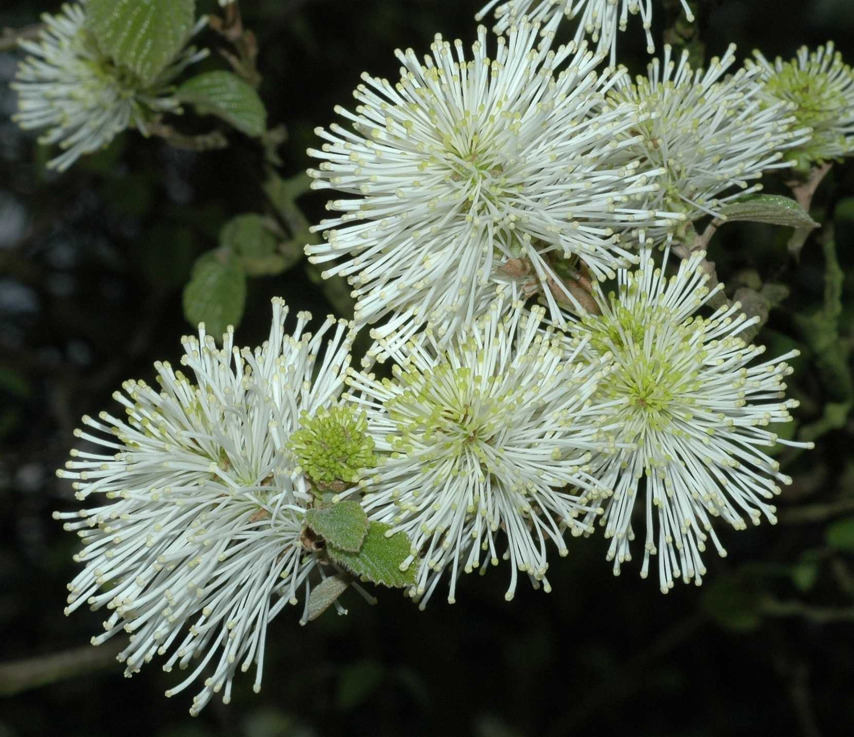 Hamamelidaceae Fothergilla major
