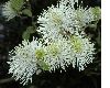 image of Fothergilla major