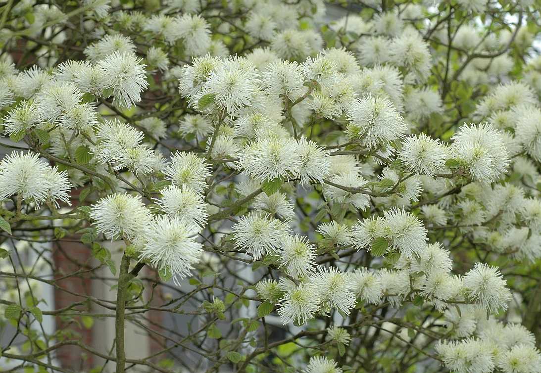 Hamamelidaceae Fothergilla major
