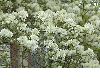 image of Fothergilla major