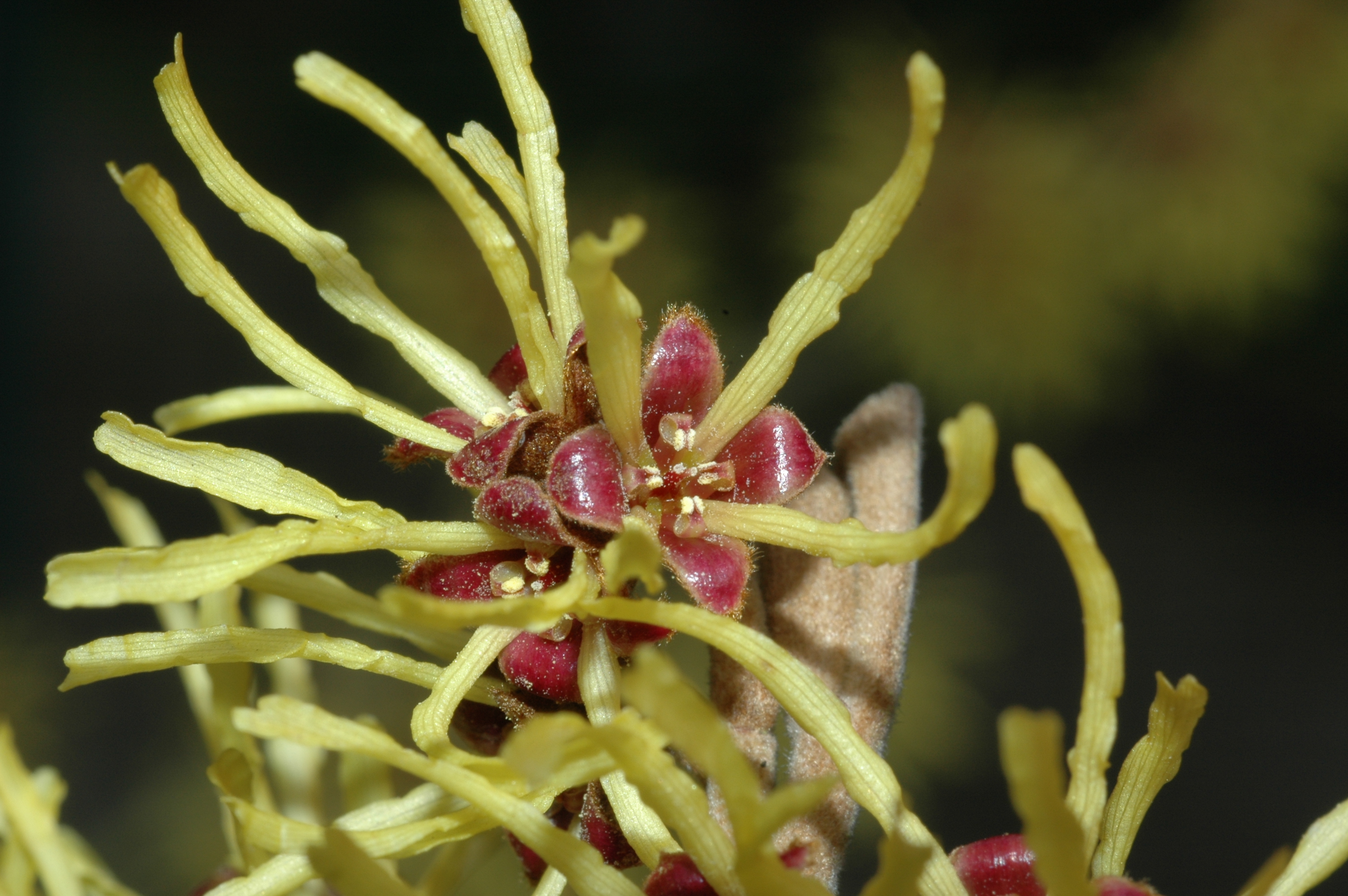 Hamamelidaceae Hamamelis mollis
