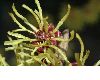 image of Hamamelis mollis