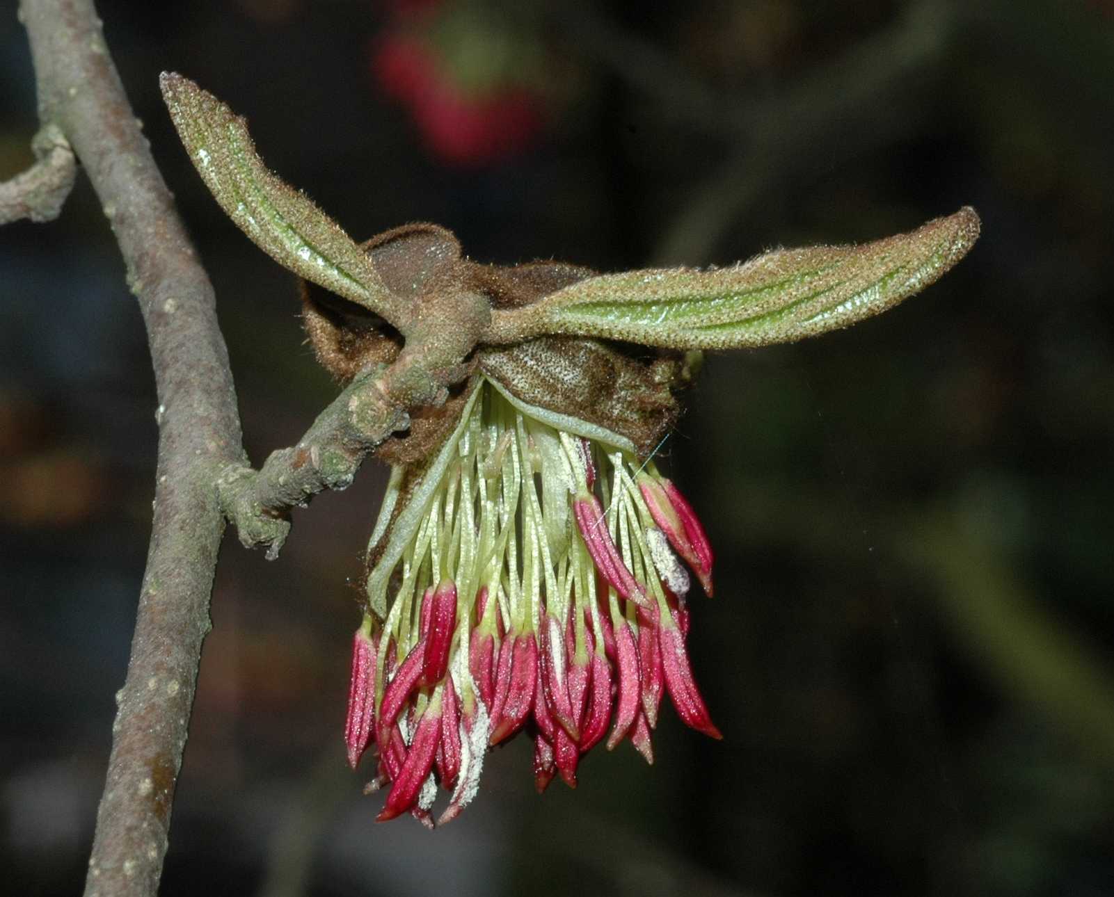Hamamelidaceae Parrotia persica