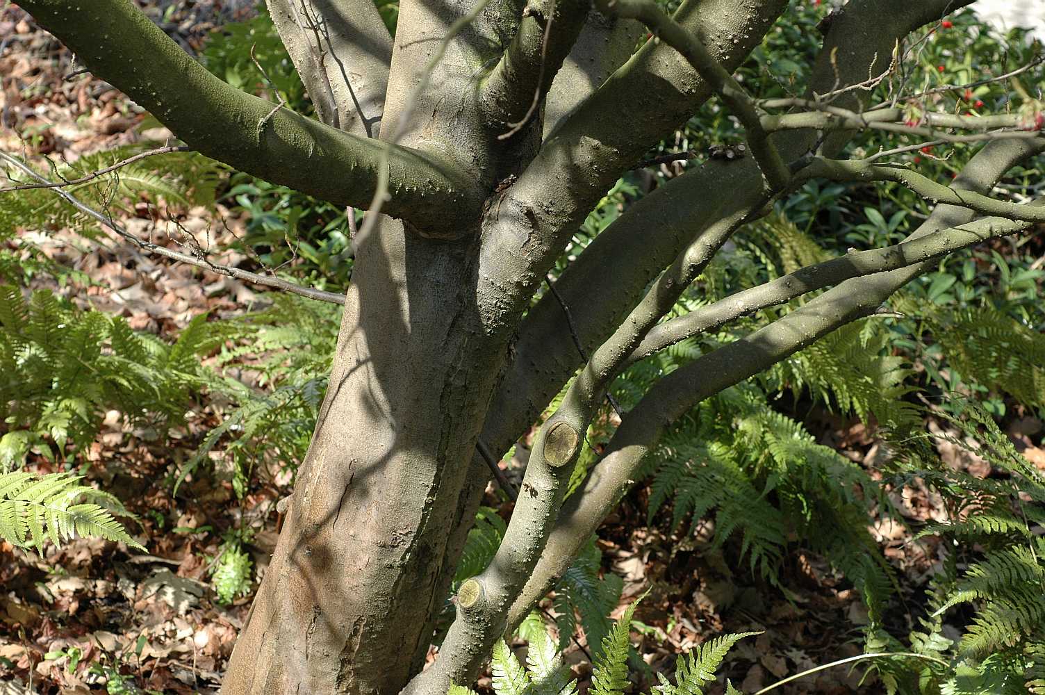 Hamamelidaceae Parrotia persica