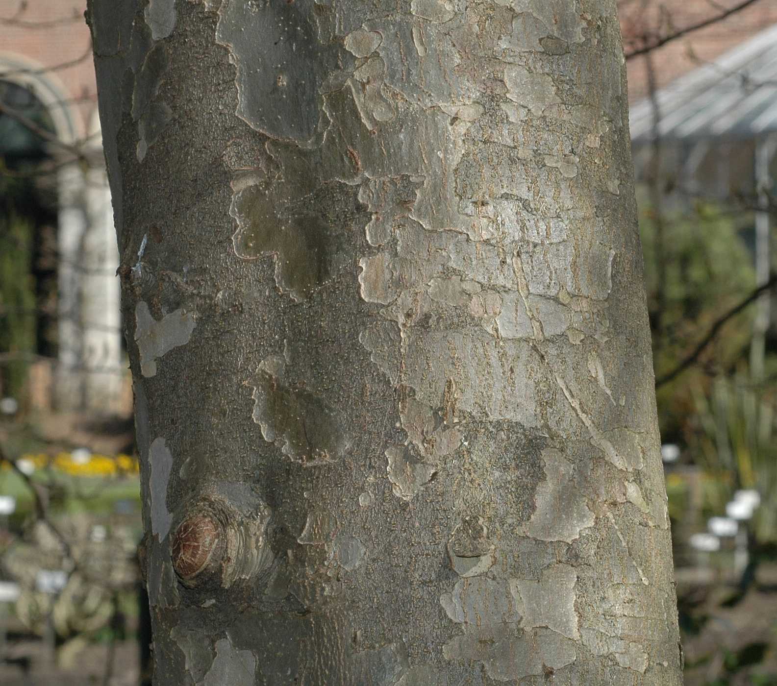 Hamamelidaceae Parrotia persica