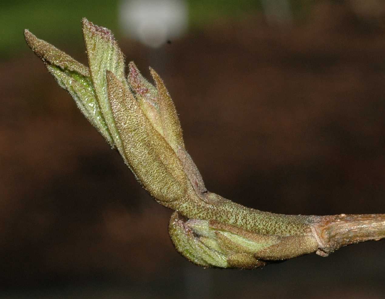 Hamamelidaceae Parrotia persica