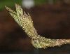 image of Parrotia persica