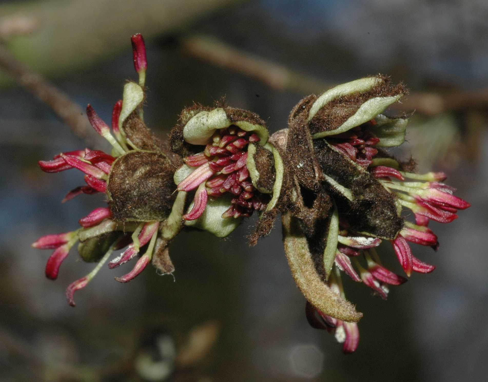 Hamamelidaceae Parrotia persica