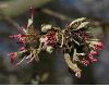 image of Parrotia persica