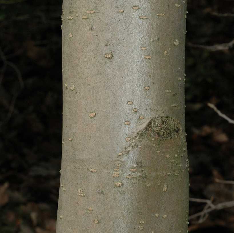 Hamamelidaceae Parrotiopsis jacquemontiana