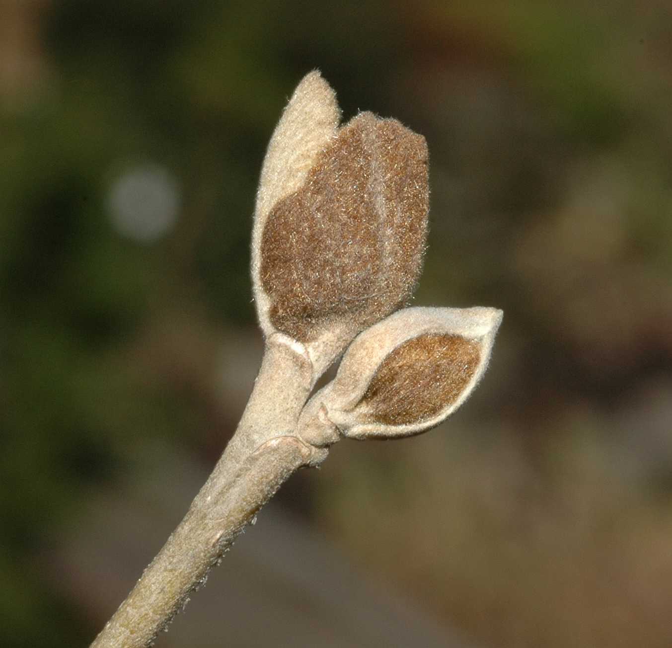 Hamamelidaceae Parrotiopsis jacquemontiana