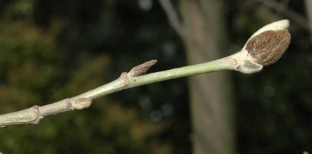 Hamamelidaceae Parrotiopsis jacquemontiana