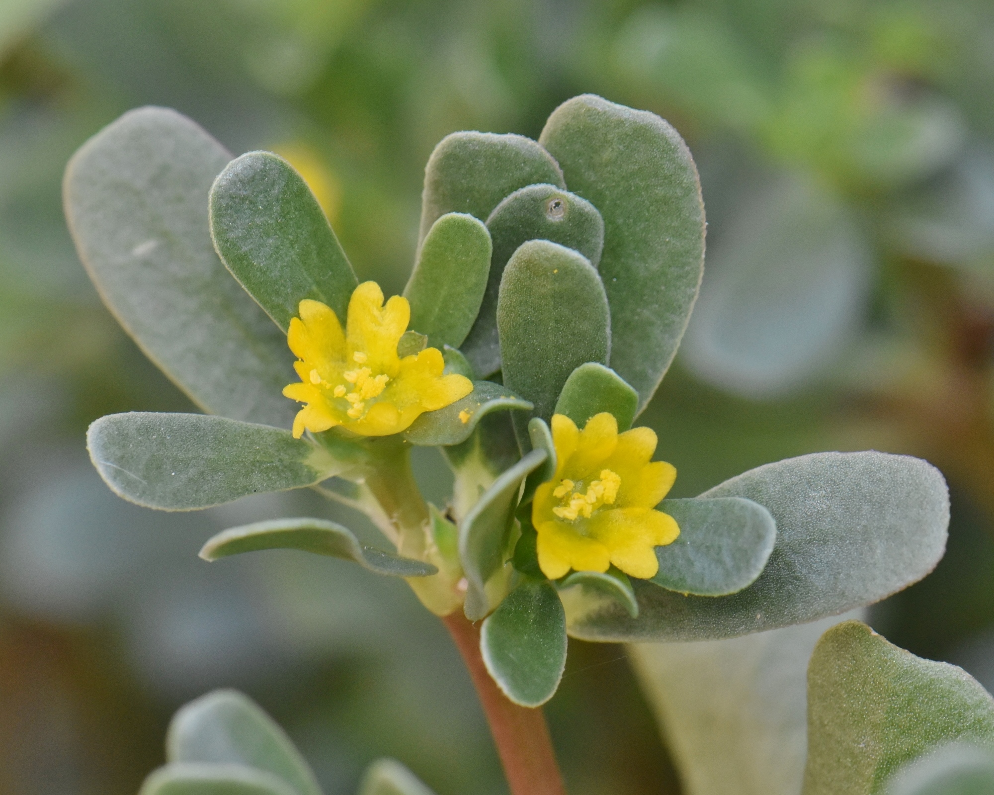 Portulacaceae Portulaca oleracea