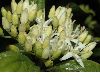 image of Cornus sanguinea