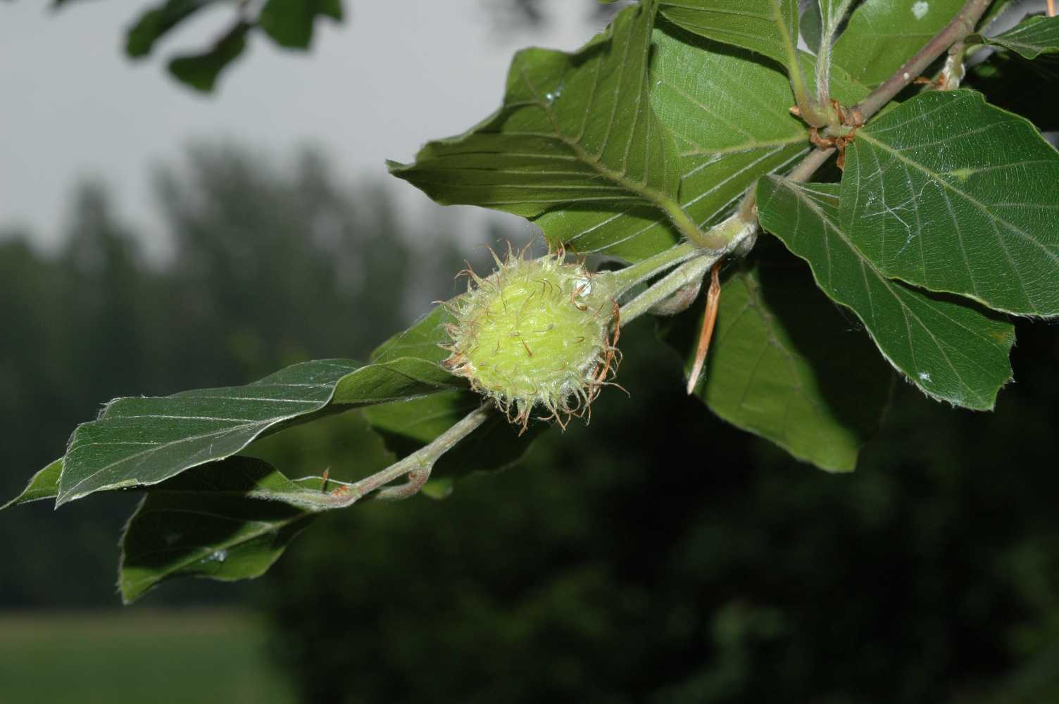 Fagaceae Fagus sylvatica