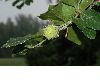 image of Fagus sylvatica
