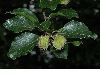 image of Fagus sylvatica