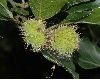 image of Fagus sylvatica