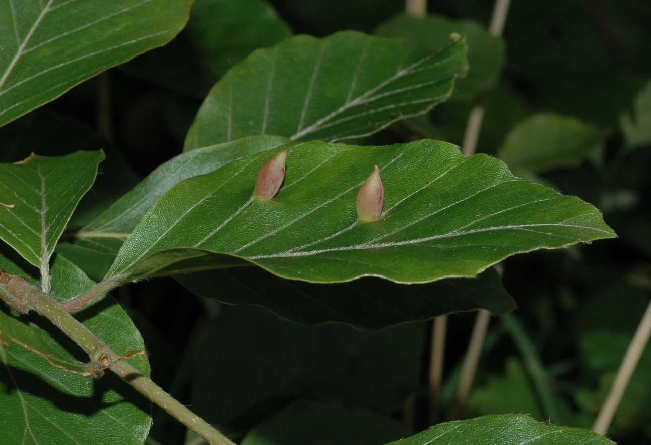 Cecidomyidae Mikiola fagi