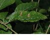 image of Fagus sylvatica