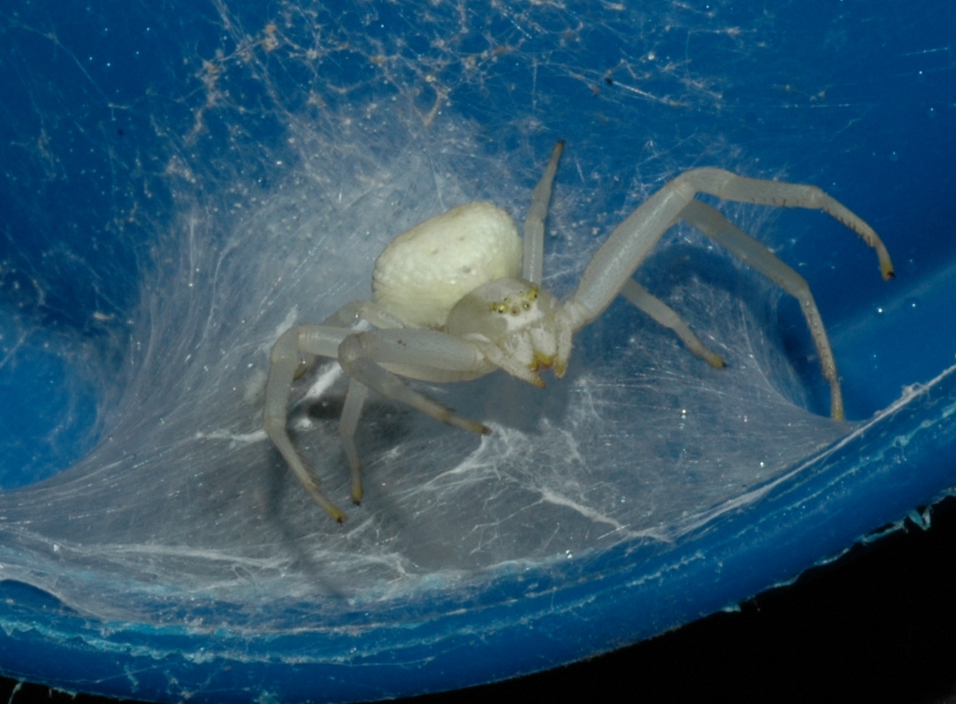 Thomisidae Misumena vatia