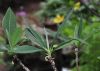 image of Edgeworthia chrysantha