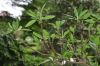 image of Edgeworthia chrysantha