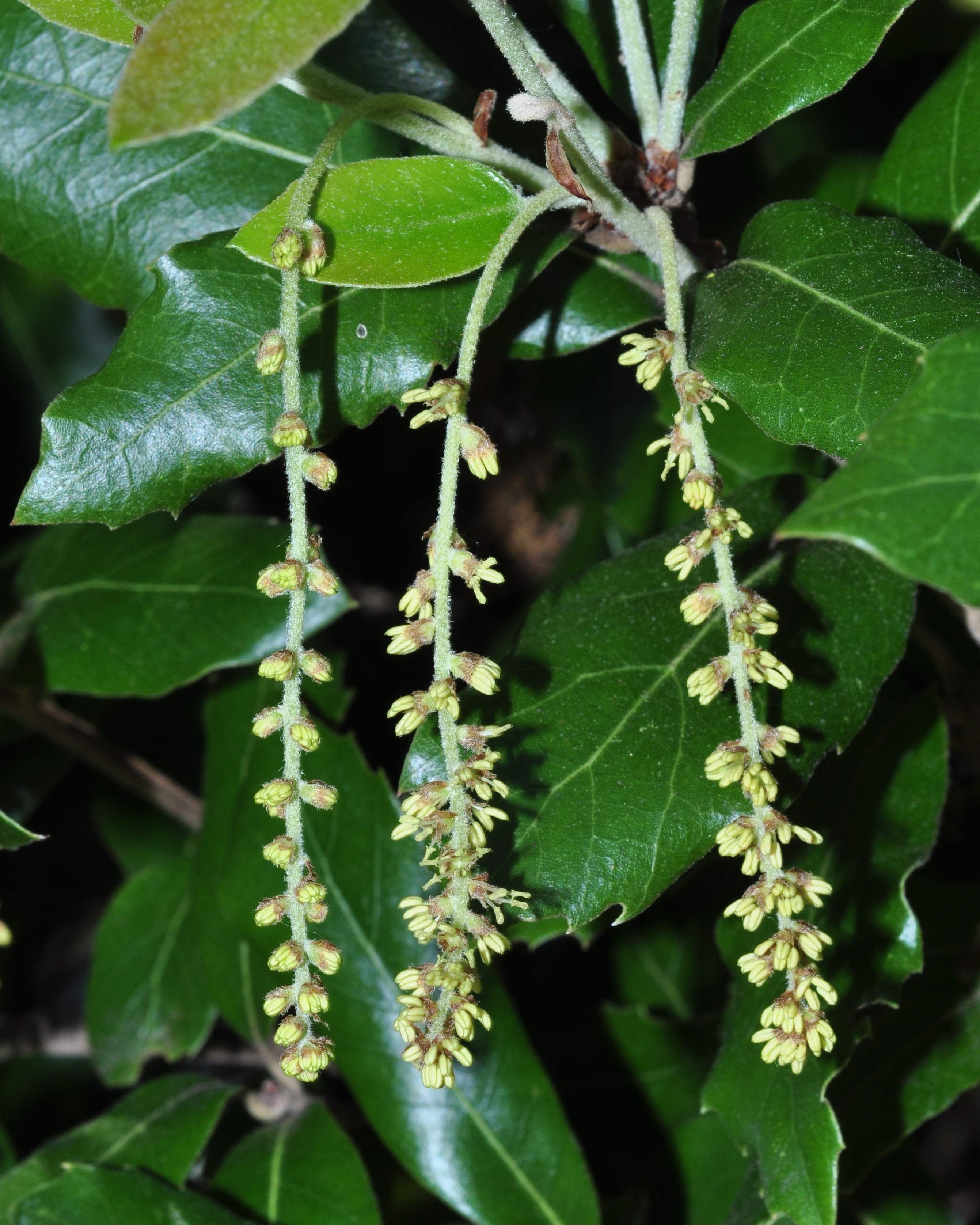 Fagaceae Quercus ilex