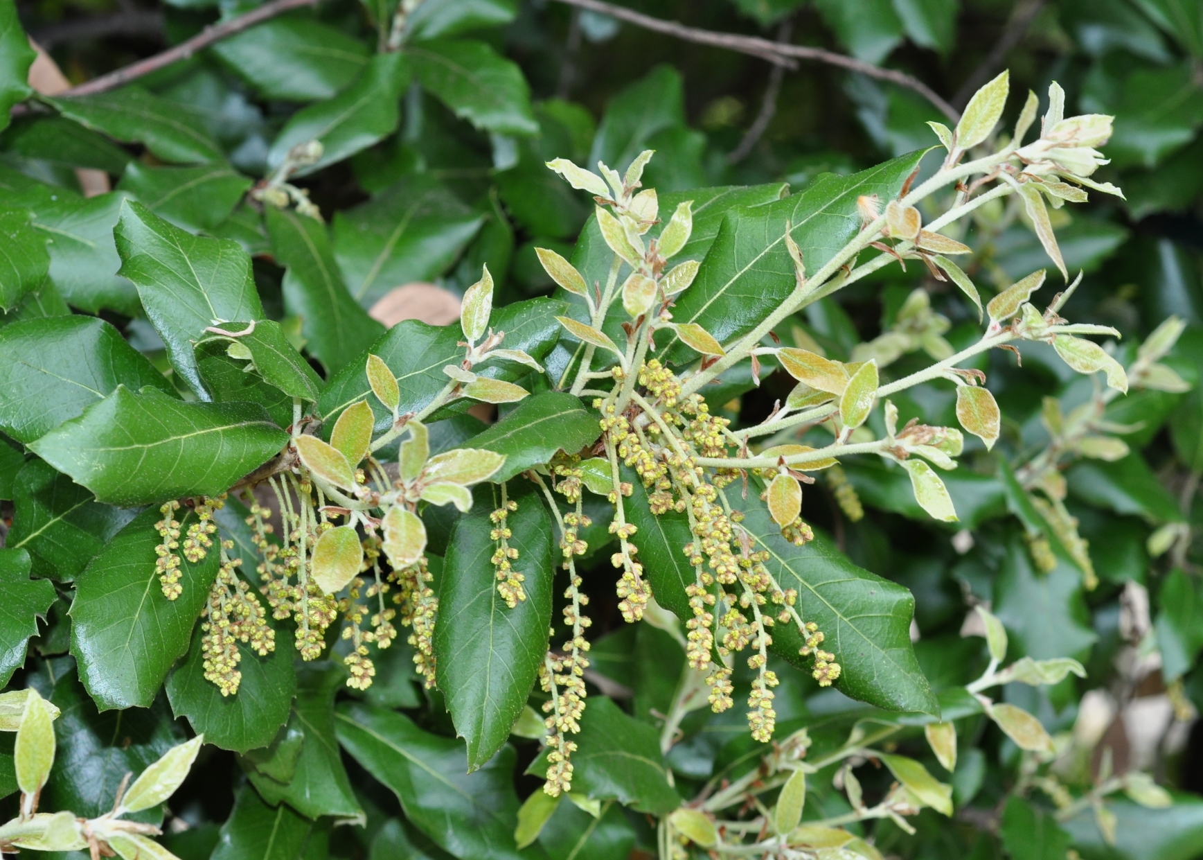 Fagaceae Quercus ilex