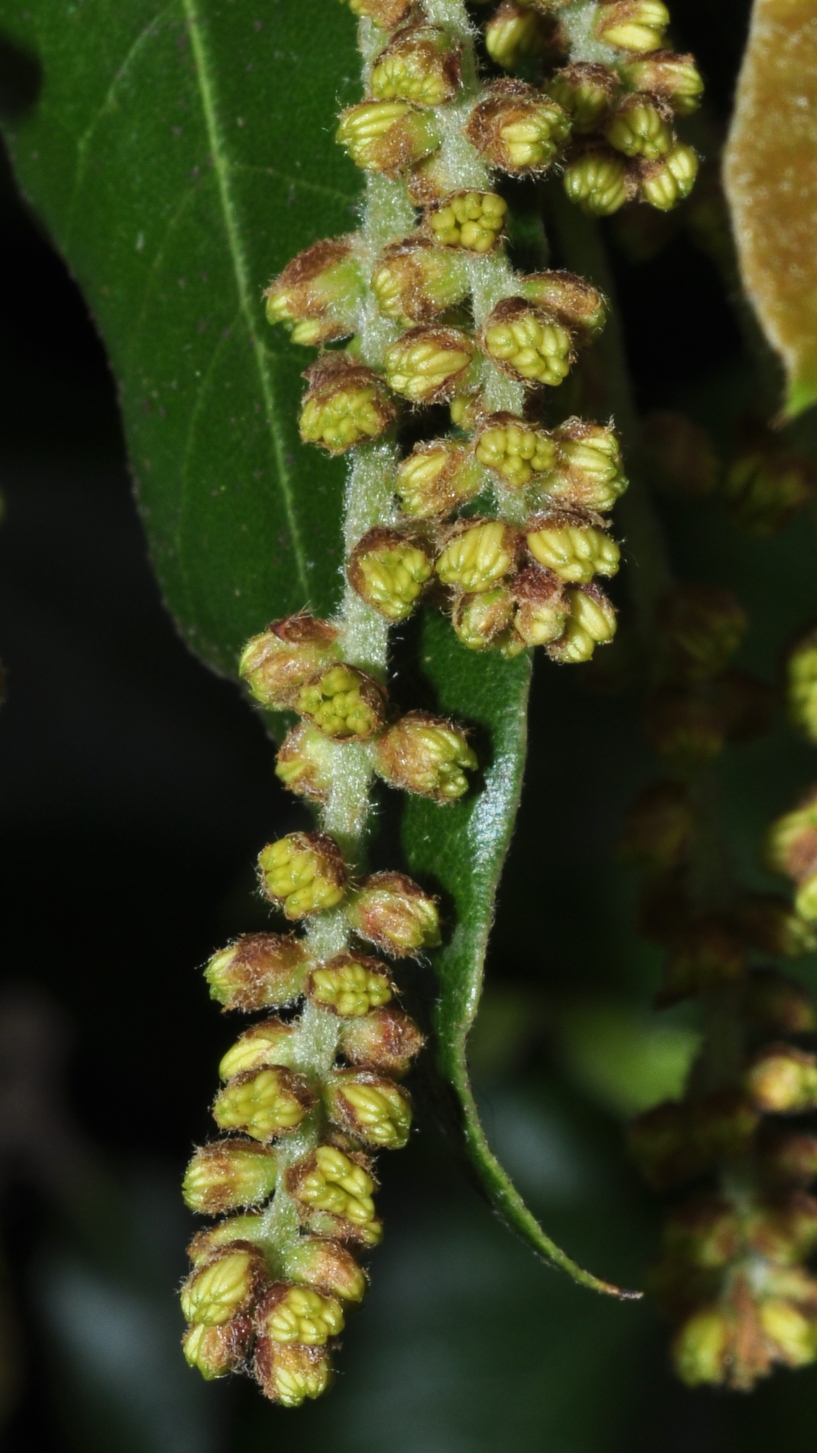 Fagaceae Quercus ilex