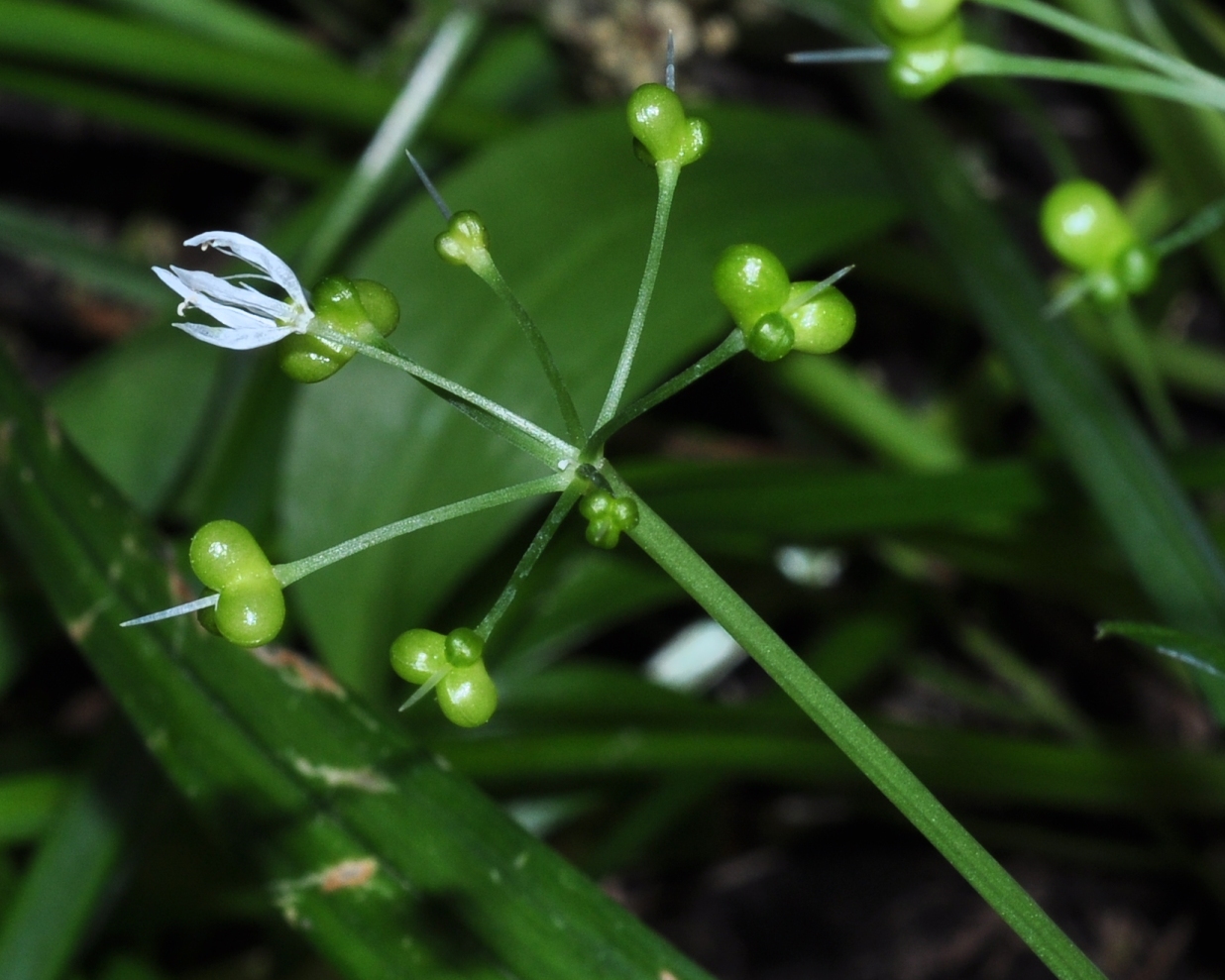 Asparagaceae Reineckea carnea