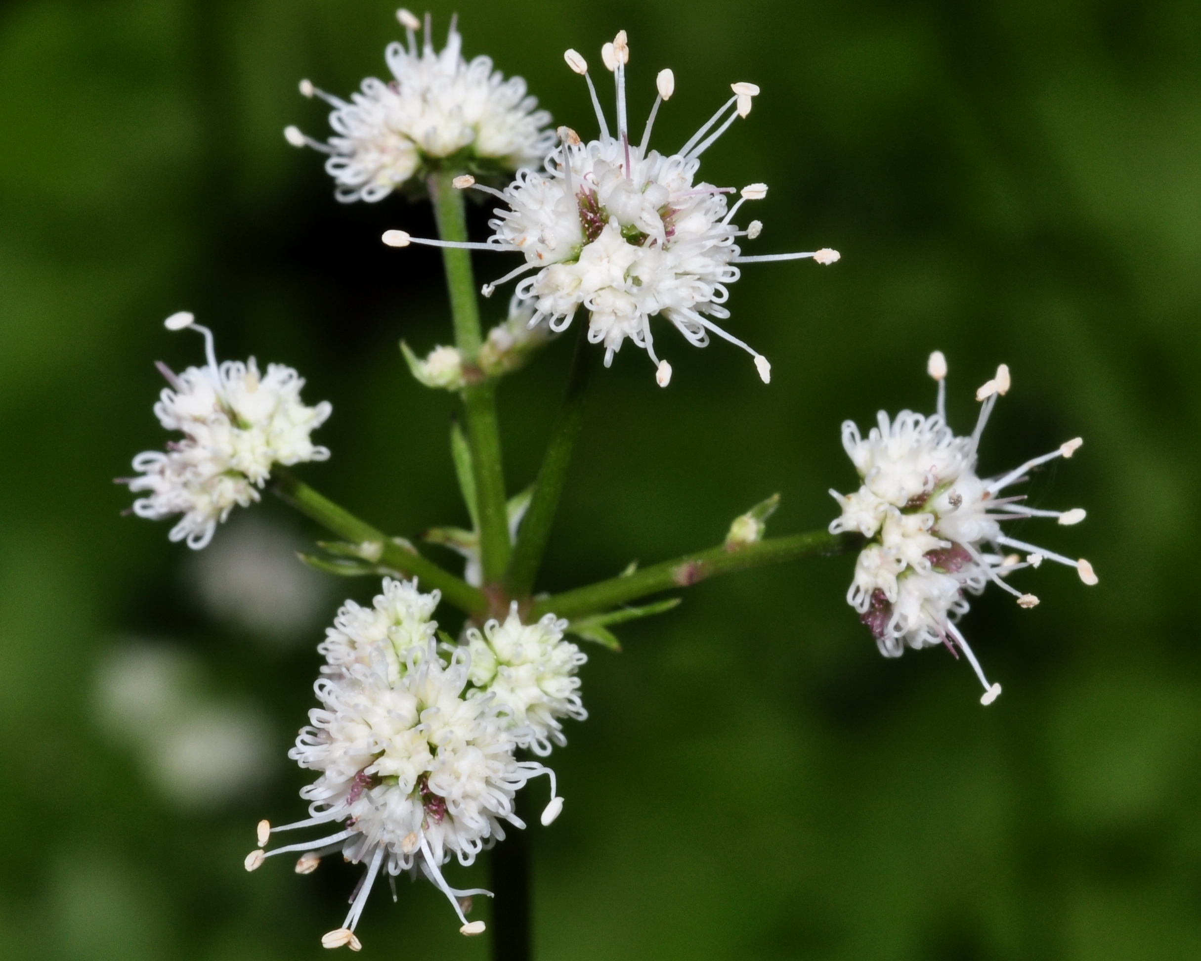 Apiaceae Sanicula europaea
