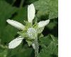 image of Blumenbachia hieronymi