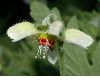 image of Blumenbachia hieronymi