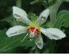 image of Blumenbachia hieronymi