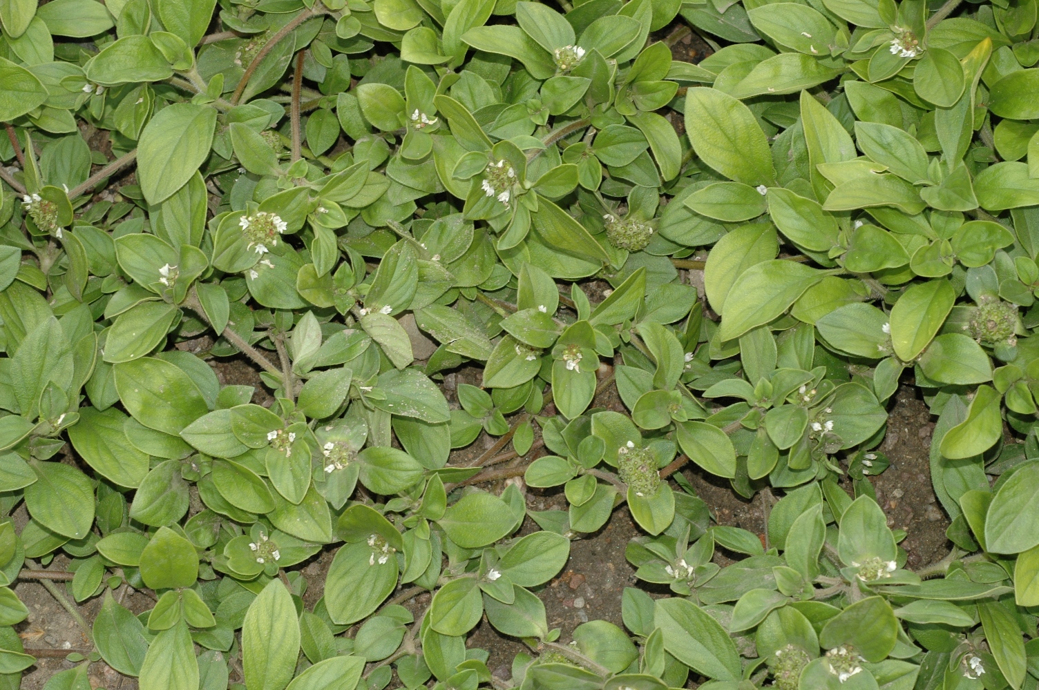 Rubiaceae Richardia scabra