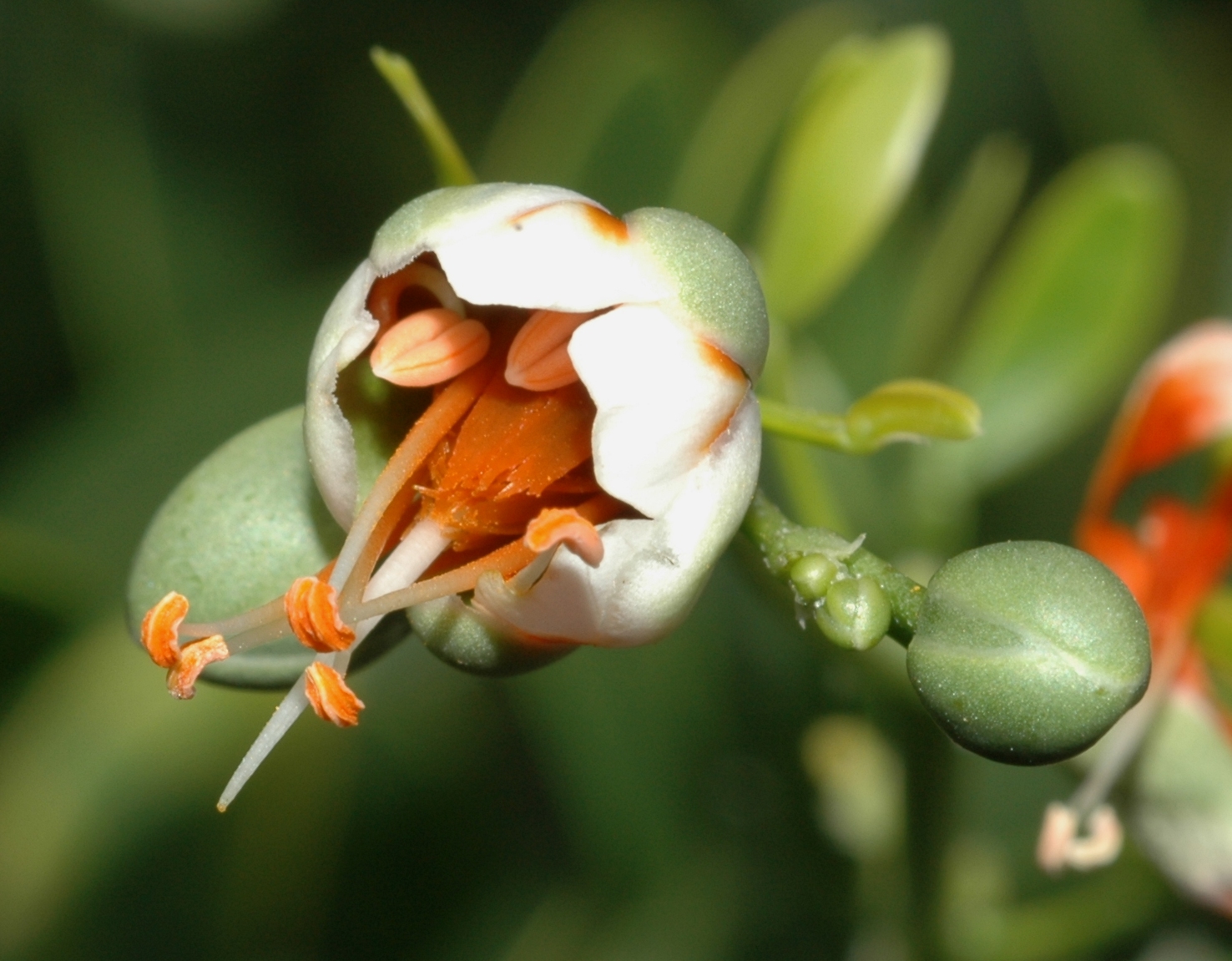 Zygophyllaceae Zygophyllum fabago