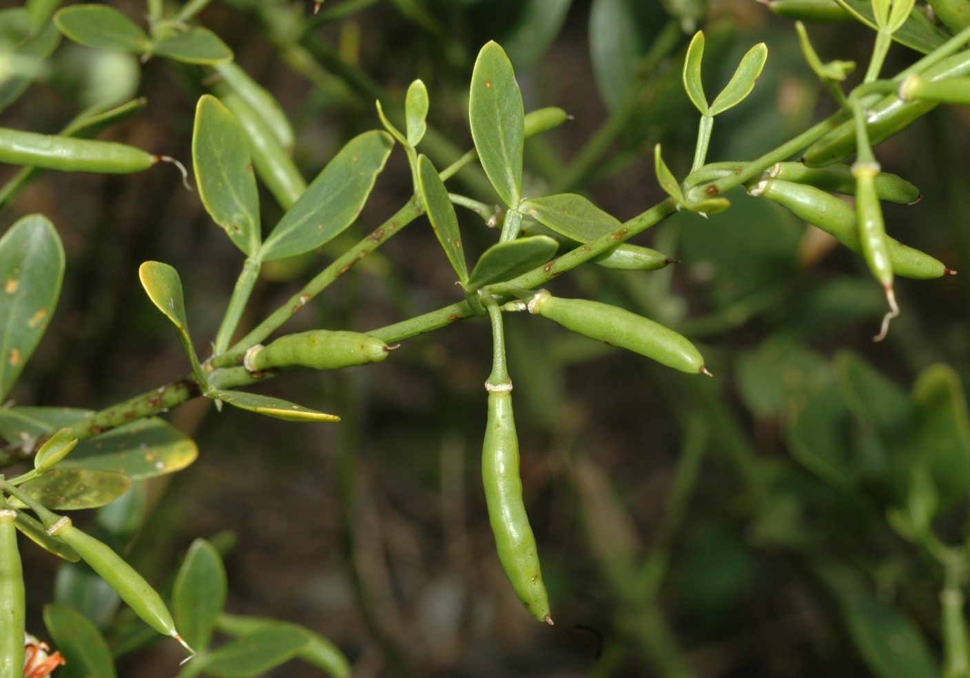 Zygophyllaceae Zygophyllum fabago