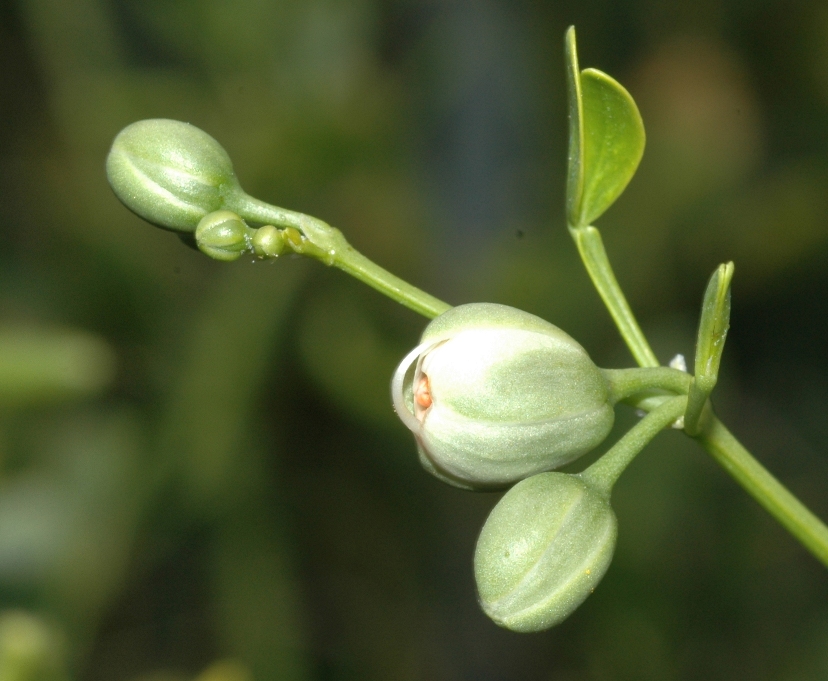 Zygophyllaceae Zygophyllum fabago