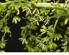 image of Datisca cannabina