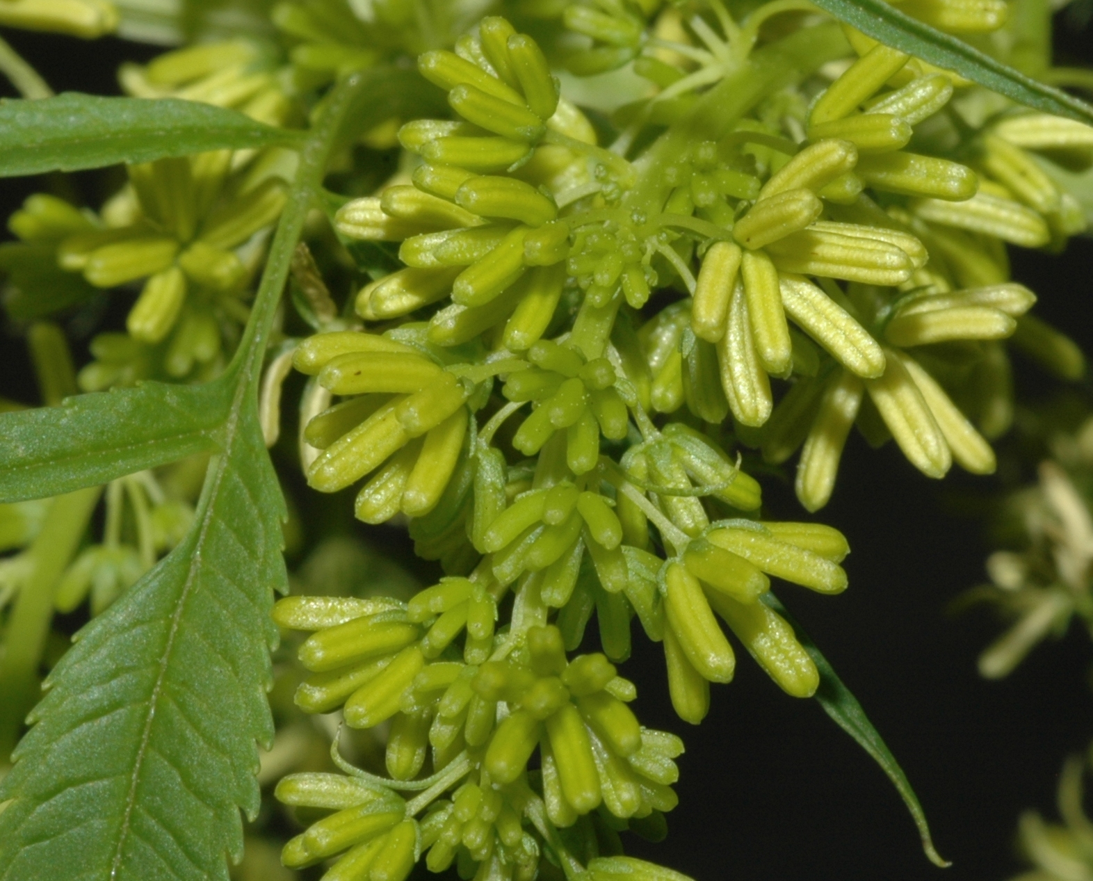 Datiscaceae Datisca cannabina