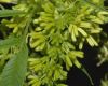 image of Datisca cannabina
