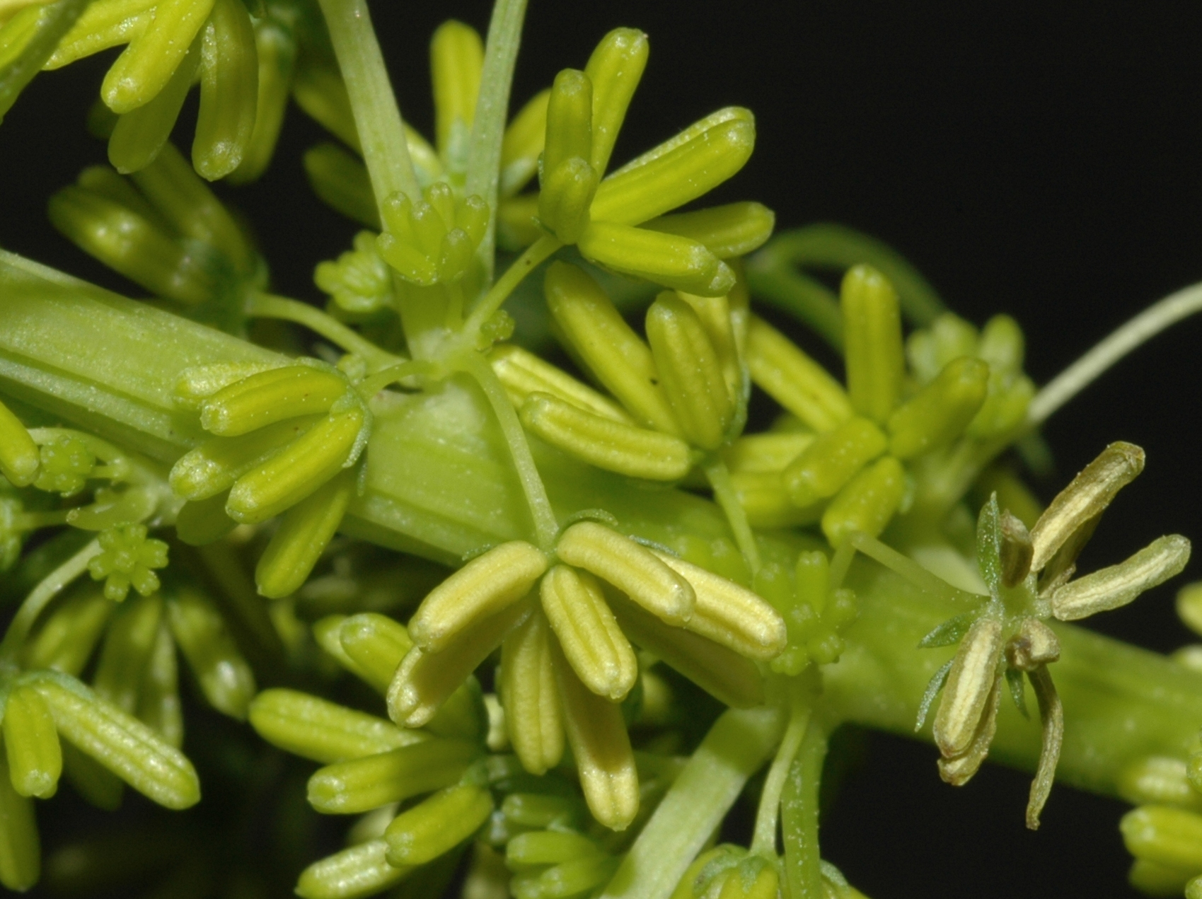 Datiscaceae Datisca cannabina