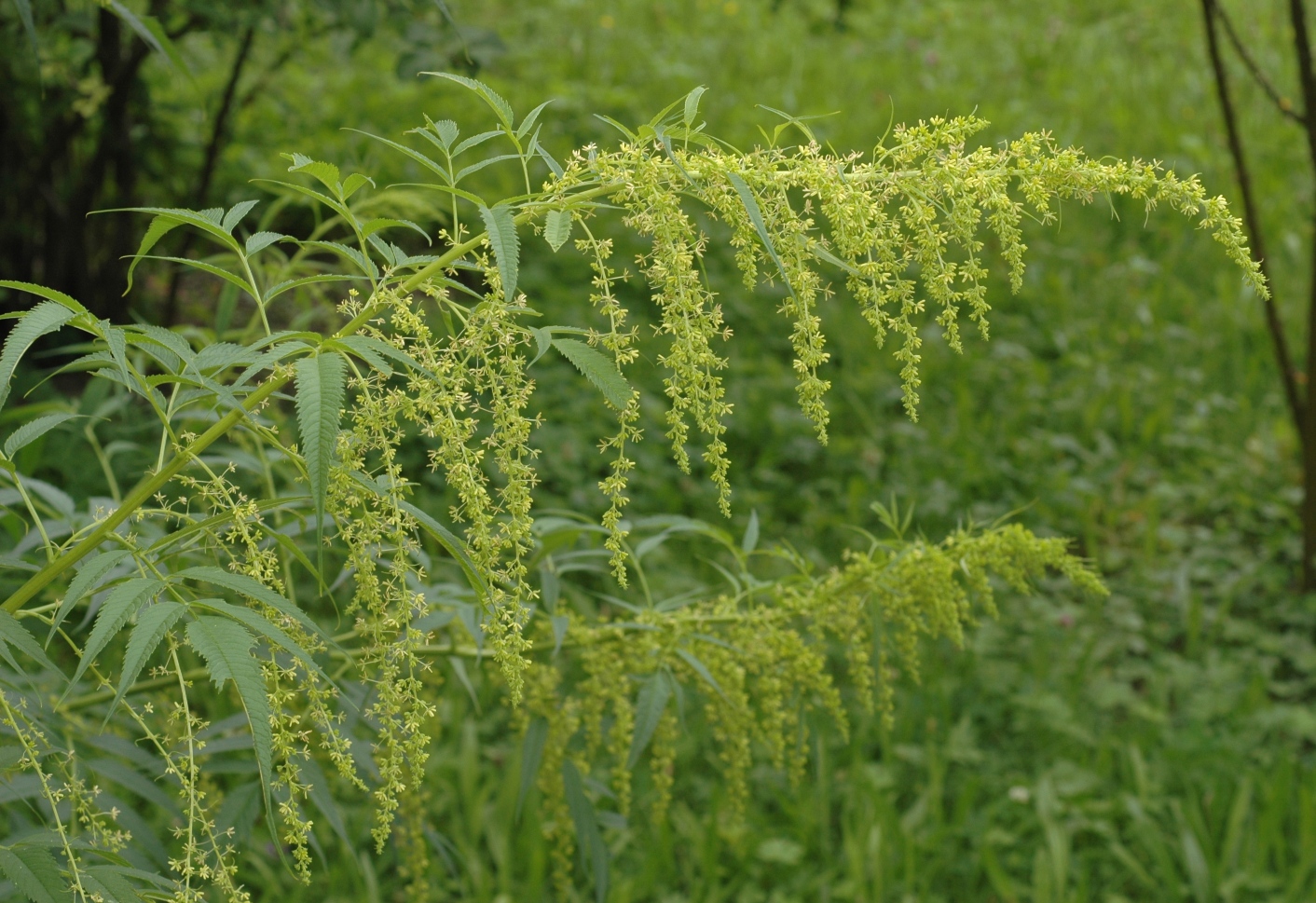 Datiscaceae Datisca cannabina