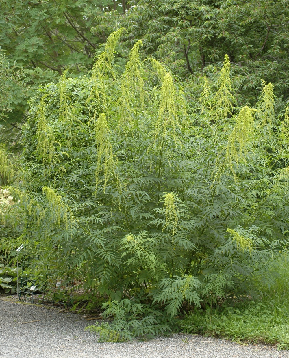 Datiscaceae Datisca cannabina