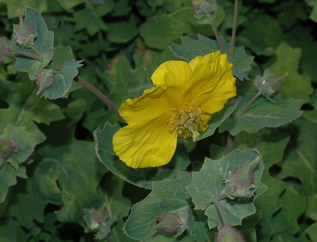 Papaveraceae Dicranostigma erectum