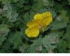 image of Dicranostigma erectum